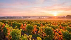 Adelaide Wine Tours