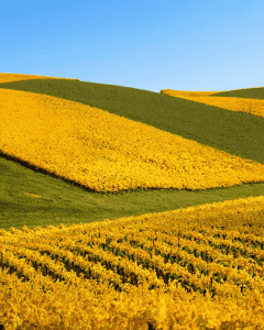 Barossa Valley's beautiful vibrant vineyards