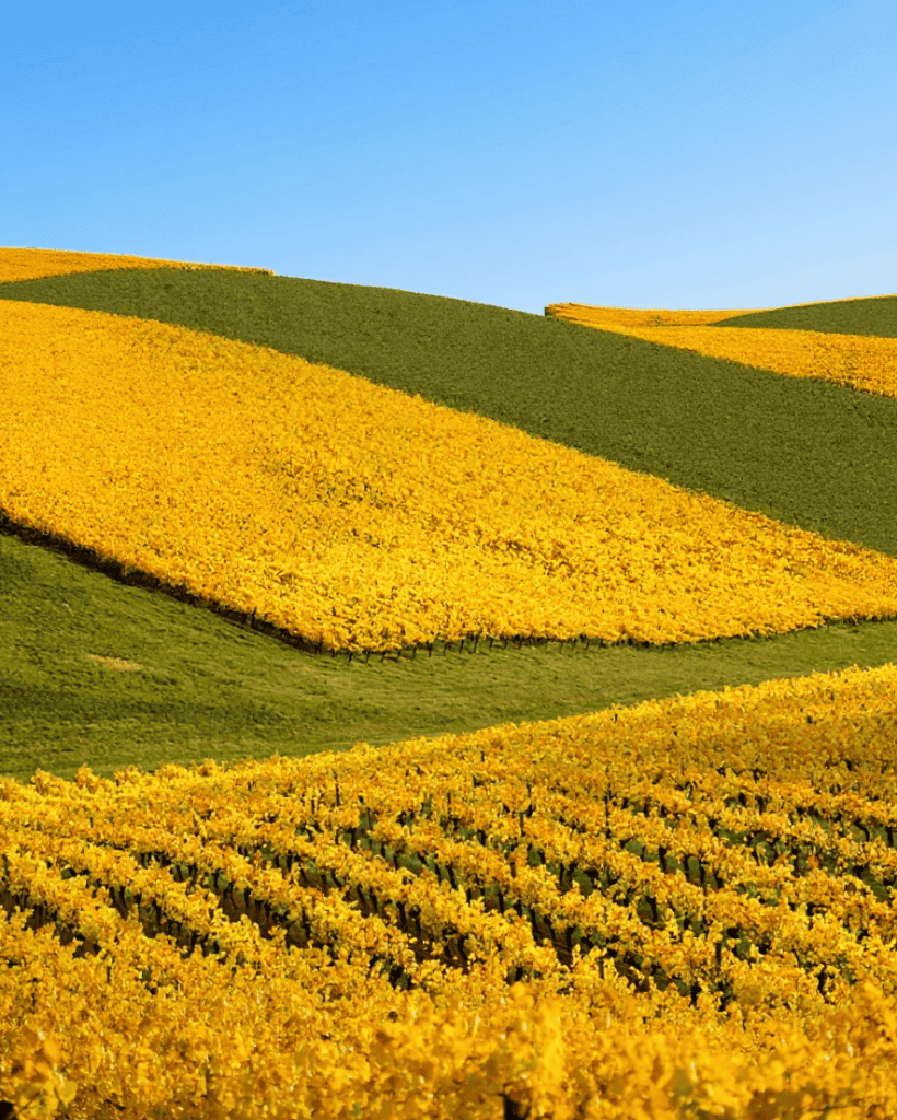Barossa Valley's beautiful vibrant vineyards