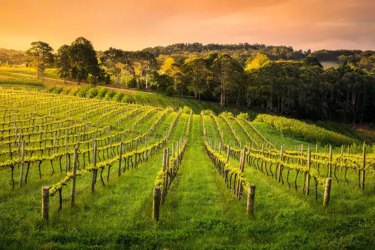 The Barossa is perfect in winter, lush green valleys as far as the eye can see