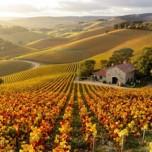 Adelaide wine tours is the most scenic of all South Australians wine regions