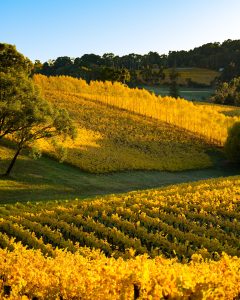 Barossa Valley and its beautiful vineyards