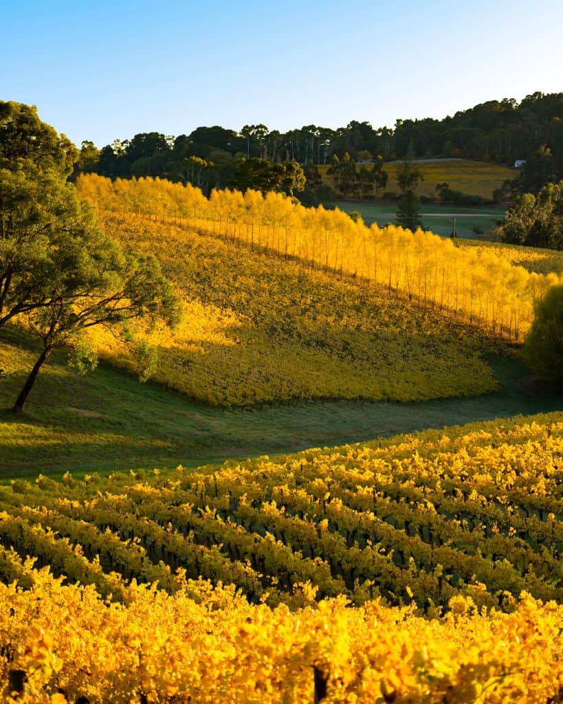 Barossa Valley and its beautiful vineyards